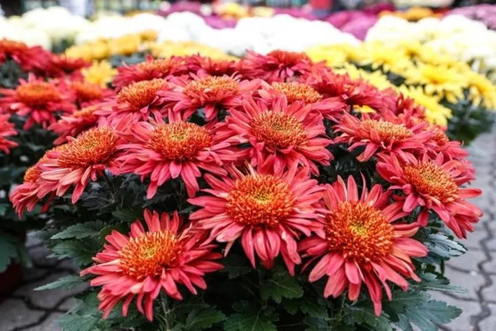 Kwiaty na cmentarz jesienią – które przetrwają chłód i uczynią groby piękniejszymi?