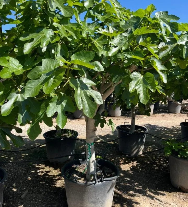 Interpretacja przypowieści w codziennym życiu