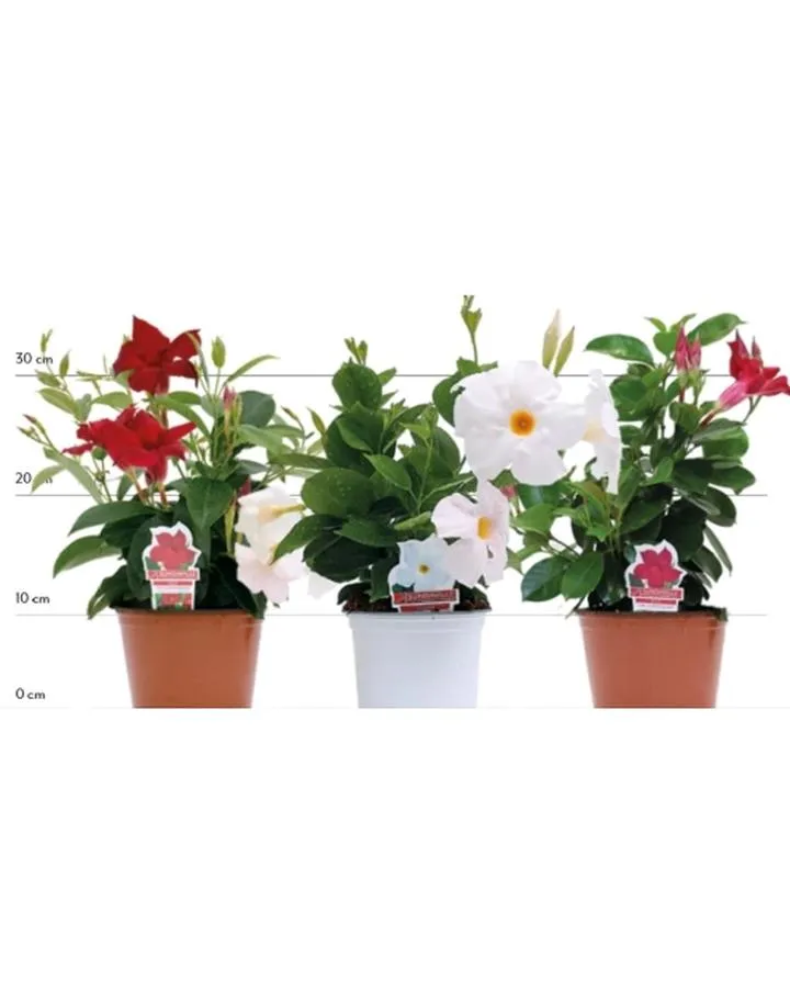 Kwiaty doniczkowe do kościoła