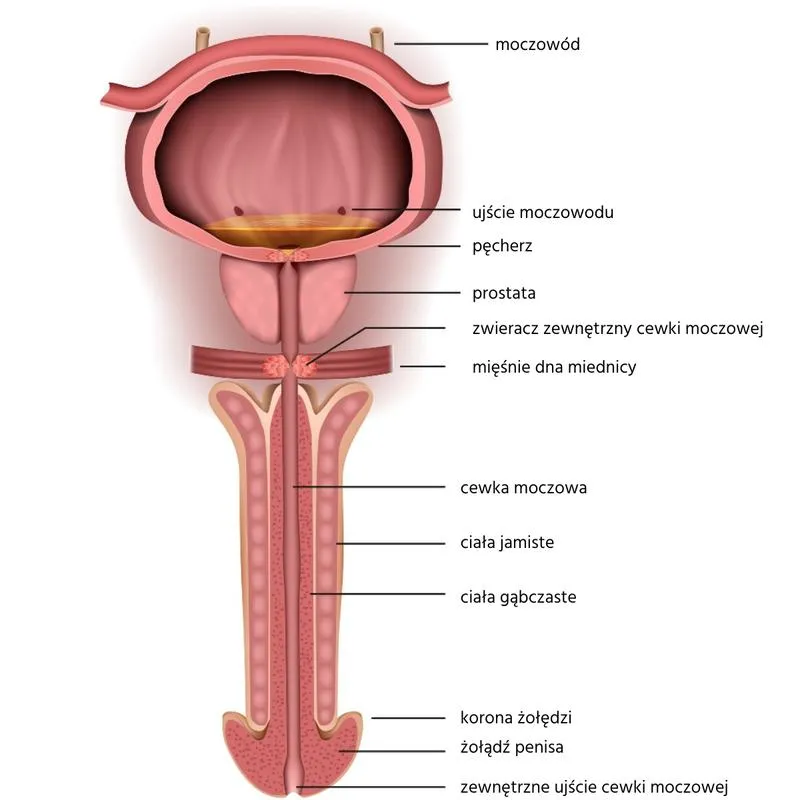 Psychologia erotyzmu i emocji