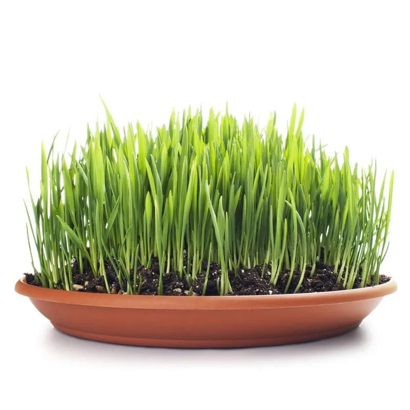 Siew owsa na Wielkanoc