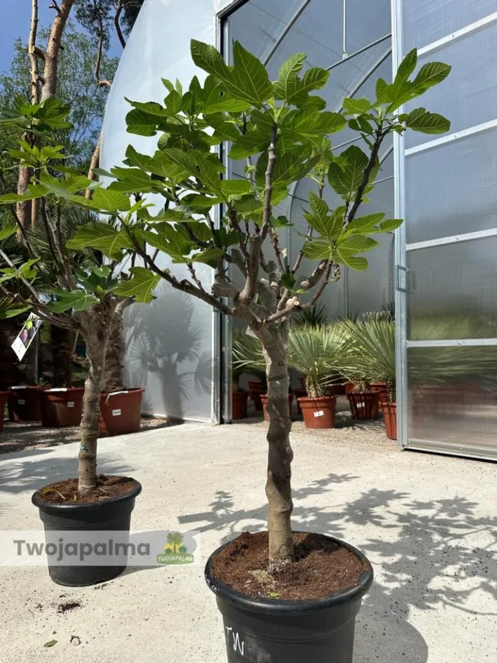 Symbolika drzewa figowego w religii i literaturze