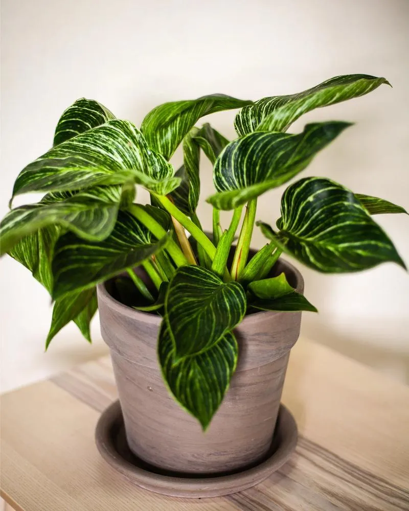 Symbolika kwiatów w duchowości